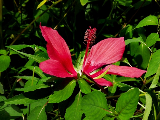 {Hibiscus coccineus}
